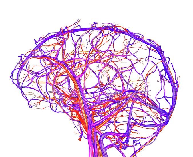 Vascular Network Graph Extraction
